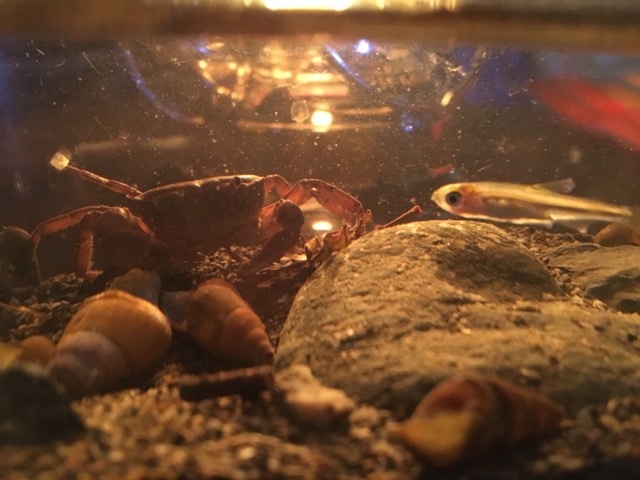 古民家ファミリービレッジで魚とりやカニ